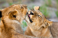 BurrardLucas_lion_cubs_licking.jpg