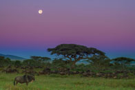 Daniel_Jara_DSC8176-Tanzania_wildlife.jpg