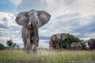 BurrardLucas_Elephants
