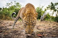 BurrardLucas_Leopard.jpg