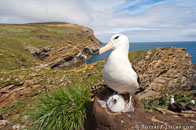 BurrardLucas_albatross_on_chick_Falkland.jpg
