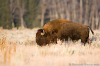 BurrardLucas_american_bison.jpg