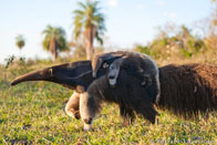 BurrardLucas_anteaters_pantanal_SouthAmerica.jpg
