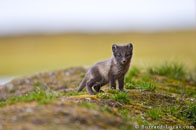 BurrardLucas_arctic_fox_cub_Arctic.jpg