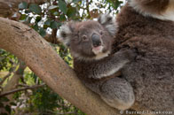 BurrardLucas_baby_koala_Australia.jpg