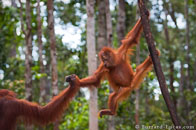 BurrardLucas_baby_orangutan_Borneo.jpg