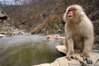 BurrardLucas_bathing_macaques.jpg