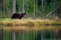 BurrardLucas_bear_by_lake_finland.jpg