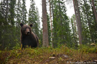 BurrardLucas_bear_in_woods_Finland.jpg