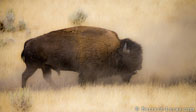 BurrardLucas_bison_in_dust.jpg
