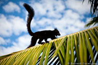 BurrardLucas_black_lemur_silhouette.jpg