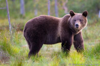 BurrardLucas_brown_bear_Finland.jpg