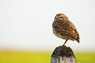 BurrardLucas_burrowing_owl_perched_SouthAmerica.jpg