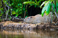 BurrardLucas_capybara_river_SouthAmerica.jpg