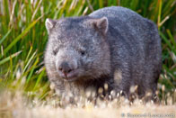 BurrardLucas_common_wombat.jpg