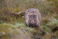 BurrardLucas_cradle_mountain_wombat.jpg