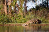 BurrardLucas_crocodile_zambezi.jpg