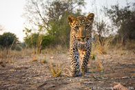 BurrardLucas_curious_leopard_cub.jpg