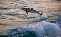 BurrardLucas_dolphin_jumping_Australia.jpg