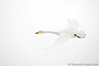 BurrardLucas_flying_swan.jpg