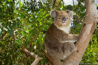 BurrardLucas_french_island_koala.jpg