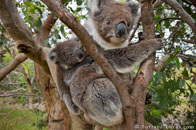 BurrardLucas_french_island_koalas.jpg