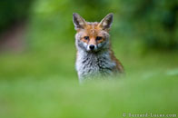 BurrardLucas_garden_fox_UK.jpg