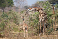 BurrardLucas_giraffe_family.jpg