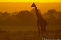 BurrardLucas_giraffe_sunrise.jpg