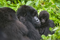 BurrardLucas_grooming_gorillas.jpg