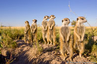 BurrardLucas_group_of_meerkats.jpg