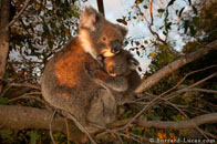 BurrardLucas_hugging_koalas.jpg