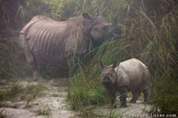 BurrardLucas_indian_rhinos_India.jpg