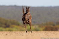 BurrardLucas_kangaroo_hopping.jpg