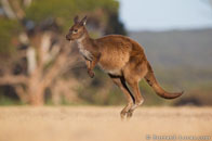BurrardLucas_kangaroo_jumping_Australia.jpg