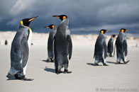 BurrardLucas_king_penguin_mob.jpg