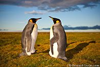 BurrardLucas_king_penguin_pair.jpg