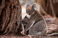 BurrardLucas_koala_mother_baby.jpg