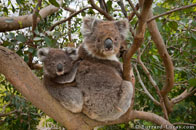 BurrardLucas_koalas.jpg