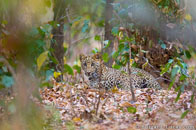 BurrardLucas_leopard_India.jpg