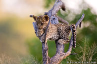 BurrardLucas_leopard_cub.jpg
