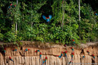 BurrardLucas_macaws_Amazon.jpg