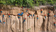 BurrardLucas_manu_macaws_Amazon.jpg