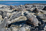 BurrardLucas_marine_iguanas_Galapagos.jpg