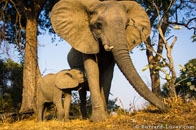 BurrardLucas_mother_calf_elephants.jpg