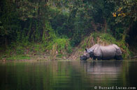 BurrardLucas_one_horned_rhino_India.jpg