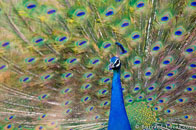 BurrardLucas_peacock_India.jpg