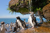 BurrardLucas_penguin_washing_Falkland.jpg