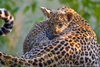 BurrardLucas_playful_leopard_cub.jpg