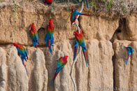 BurrardLucas_red_green_macaws_Amazon.jpg
